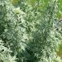 artemisia_absinthium_p1210748.jpg
