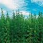 cannabis.jpeg